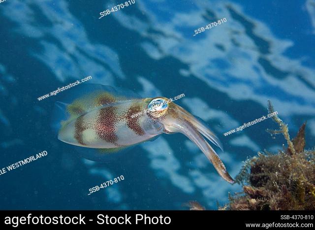 Micronesia, Palau Islands, Bigfin reef squid, (Sepioteuthis lessoniana), is species of squid found in Pacific Ocean
