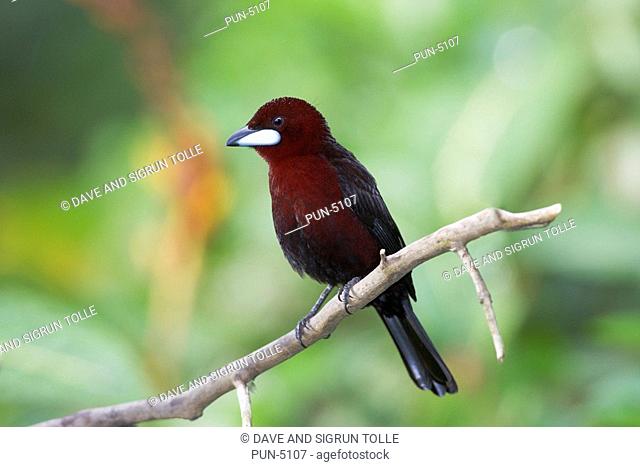 Silver-beaked tanager Rhamphocelus carbo male perched on a branch