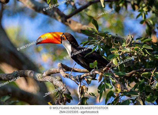 A Toco toucan (Ramphastos toco) is searching for fruit in a tree at Porto Jofre in the northern Pantanal, Mato Grosso province in Brazil