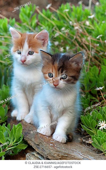 Two kittens sitting on a wall in the garden