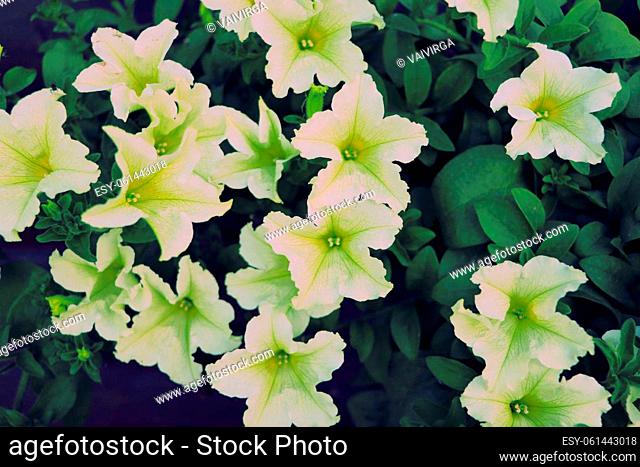 Summer background. Beautiful bouquet with white petunias . Top view