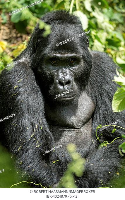 Mountain Gorilla (Gorilla beringei beringei), male, Bwindi Impenetrable National Park, Uganda