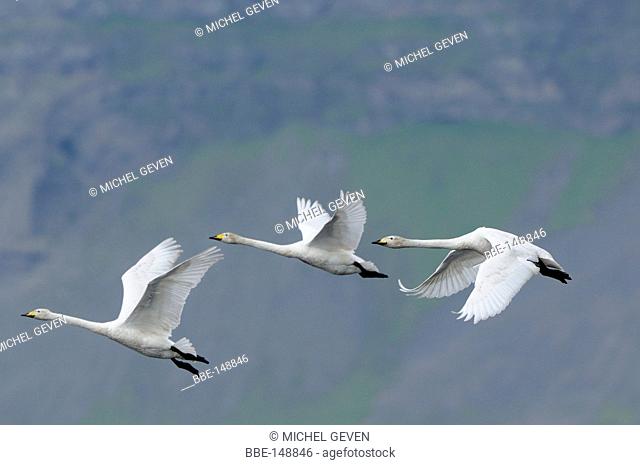 Whooper Swan flying in their breeding habitat