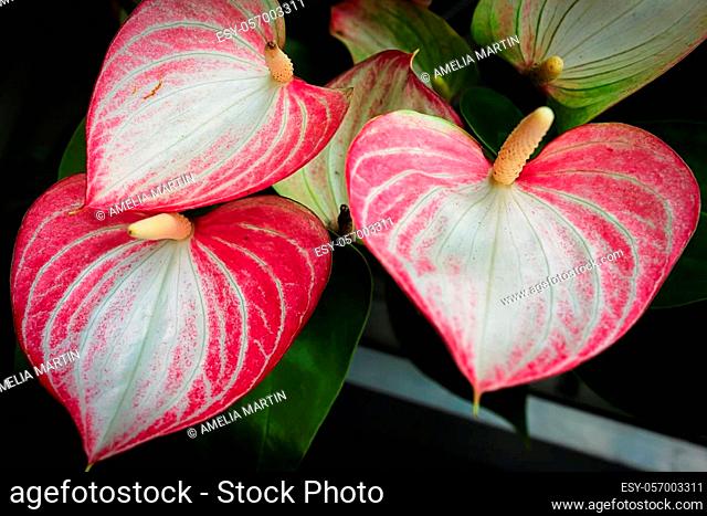 Three pink and white anthuriums growing on a plant