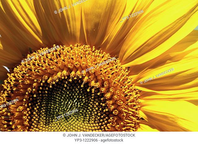 Close-up of a portion of a Russian Mammoth Sunflower, Helianthus annuus  New Jersey, USA, North America  The plant may reach 8 to 10 feet tall with 8 to 14 inch...