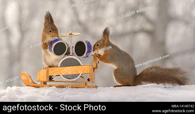 close up of red squirrels with a sleigh and a drumkit in the snow