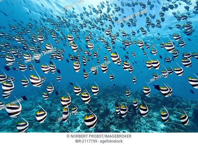 Large shoal of Schooling Bannerfish (Heniochus diphreutes) swimming above a coral reef in open water, Great Barrier Reef, UNESCO World Heritage Site, Queensland