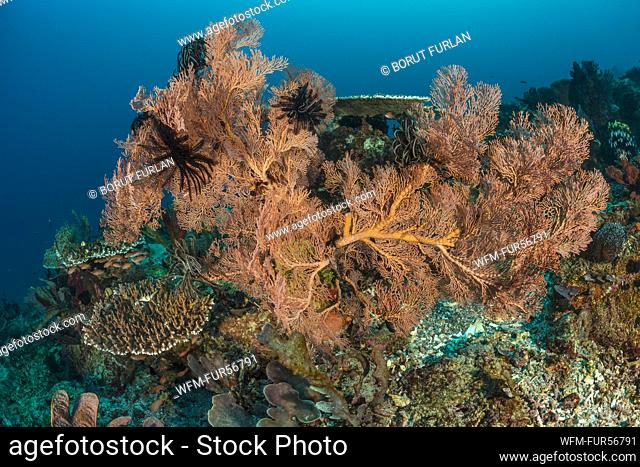 Sea Fan in Coral Reef, Melithaea sp., Alor, Indonesia