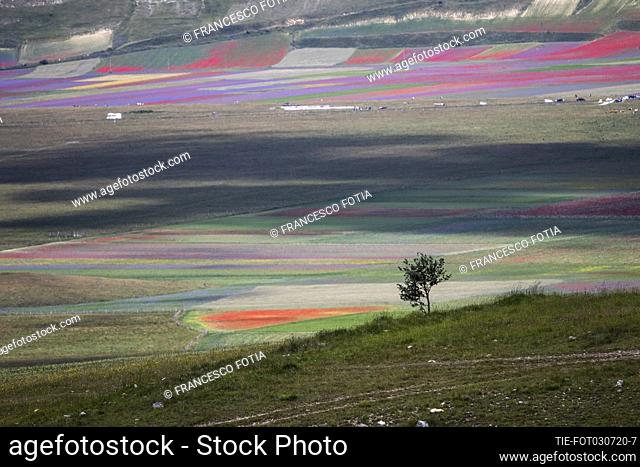 Views of flowering of lentil fields in Castelluccio di Norcia (Perugia) , ITALY-03-07-2020