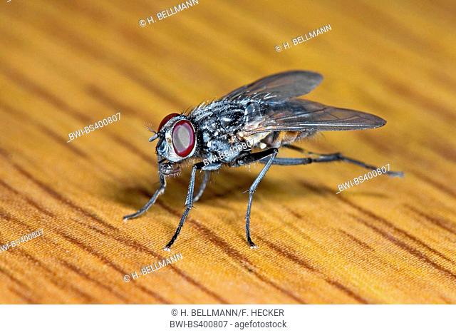 House fly (Musca domestica), grooming, Germany