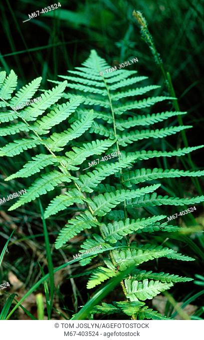 Broad Buckler Ferns (Dryopteris dilatata) in pair, wild plant. Salcey forest, Northamptonshire, England, UK
