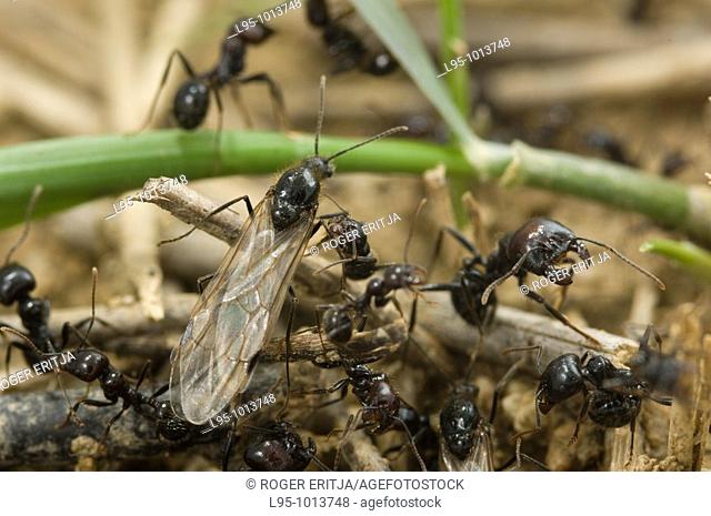 Male sexuated individuals emerging firstly from the nest will be followed by the female adults, Messor barbarus, Spain