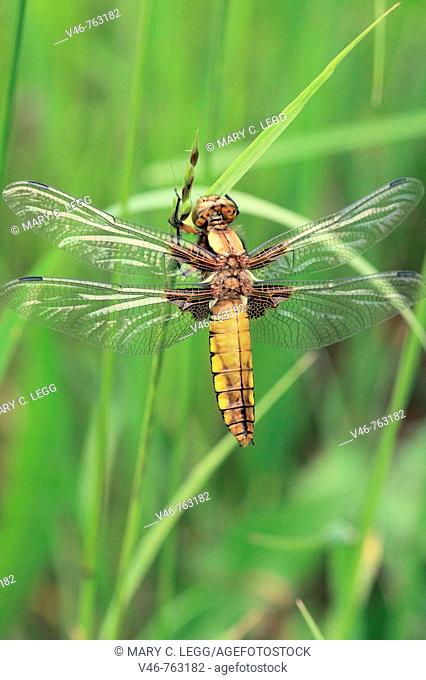 A female Broad-bodied Chaser  Libellula depressa  hangs on a blade of grass with wings outspread while they are drying before first flight