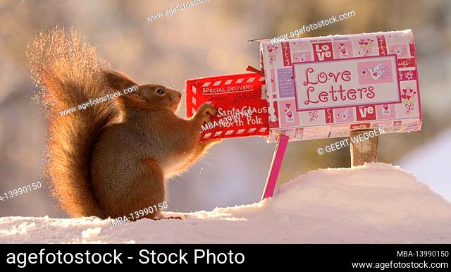 red squirrel posting a christmas santa letter in snow