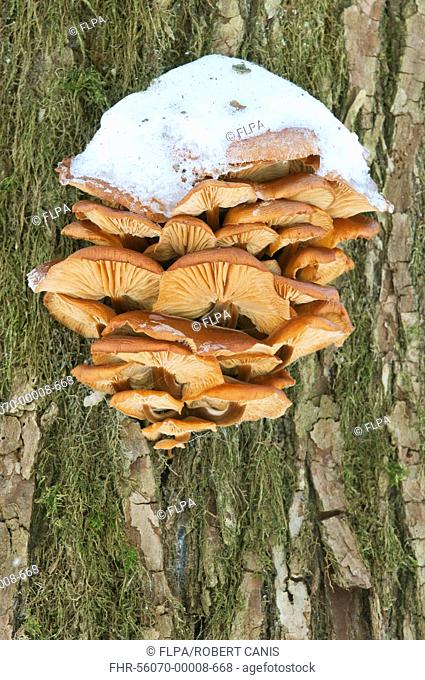 Velvet Shank Fungus Flammulina velutipes fruiting bodies, growing on tree trunk in snow covered primeval forest, Bialowieza Special Protected Area