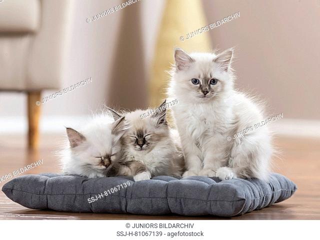 Sacred cat of Burma. Three kittens on a cushion, two of them sleeping. Germany