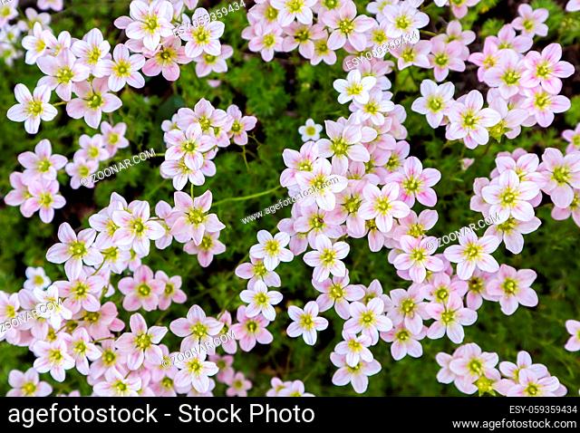 Floral background. Small white flowers Saxifrage moss in the spring garden