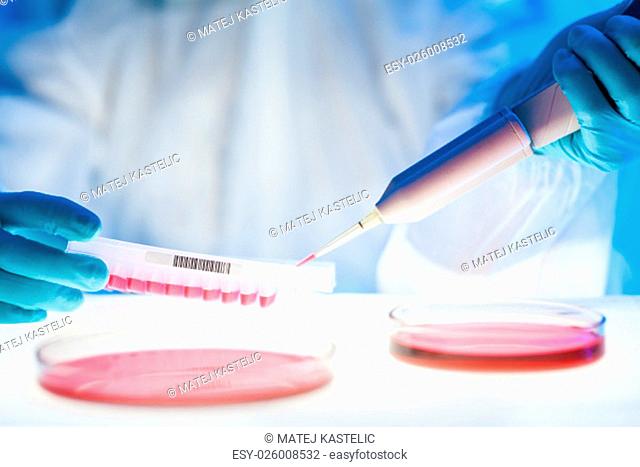 Life science professional pipetting human serum media containing HIV infected cells from petri dish to microtiter plate. High protection degree work