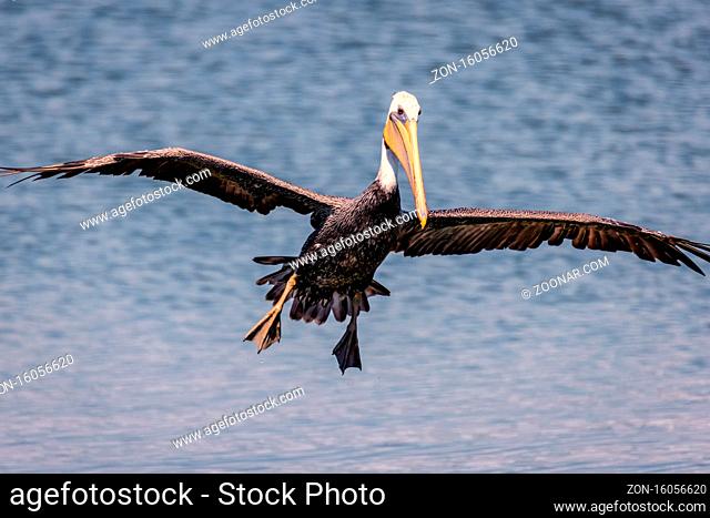 A pelican flies towrard the camera in northern California, USA