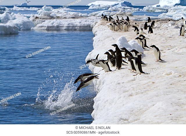 Ad‘lie penguin Pygoscelis adeliae near the Antarctic Peninsula, Antarctica MORE INFO The Ad‘lie Penguin is a type of penguin common along the entire Antarctic...