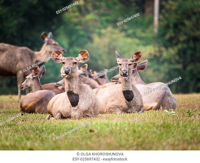 Females of the Sambar deers