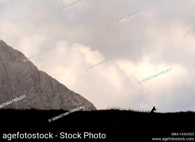 A chamois looks to the right, in the background dense clouds and a mountain ridge