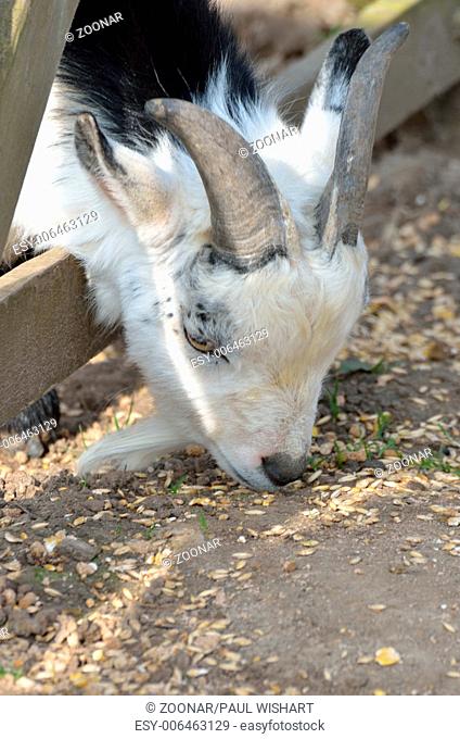 Pygmy goat feeding
