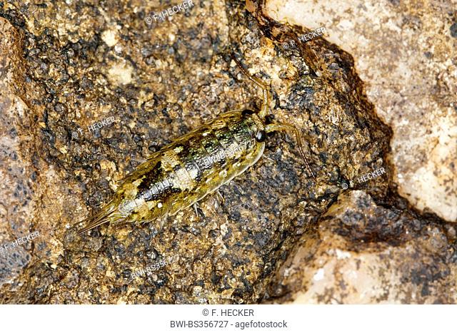 Great sea-slater, Sea slater, Quay-louse, Sea roach, Littoral woodlouse (Ligia oceanica), on a stone, Germany