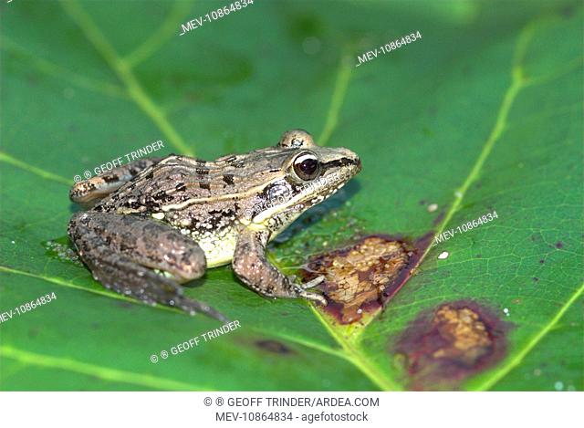 Mascarene Rocket Frog - Endemic (Ptychadena mascareniensis). Madagascar