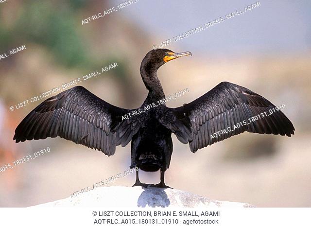 Phalacrocorax auritus, Double-crested Cormorant