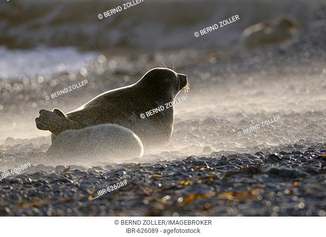 Grey Seal (Halichoerus grypus), female and young in sandstorm in backlight