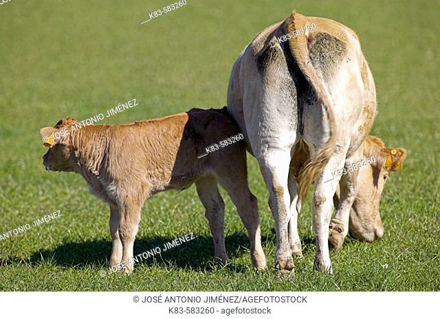 Cow and calf. Irati, Navarra, Spain