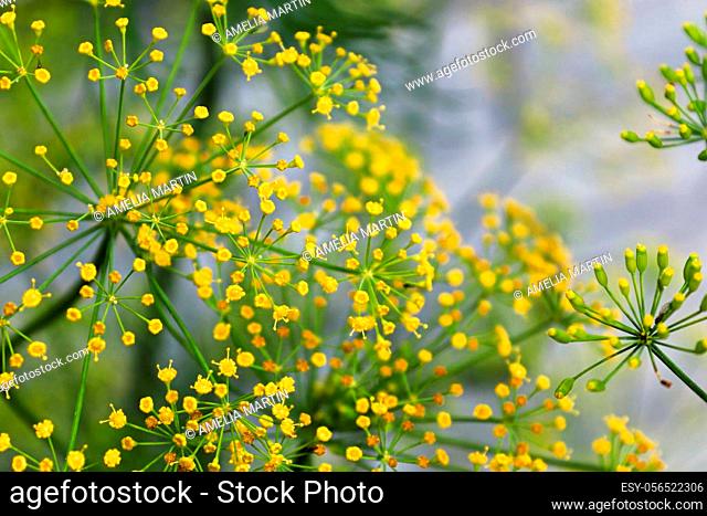 Closeup of dill inflorescence on a grey background