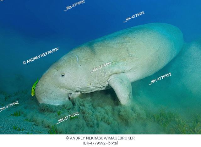 Sea Cow (Dugong dugon) eating sea grass on sandy bottom, Red Sea, Marsa Alam, Egypt