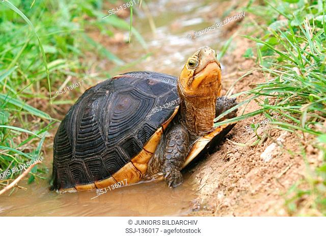 yellow-margined box turtle / Cuora flavomarginata restrictions:Tierratgeber-Bücher / animal guidebooks