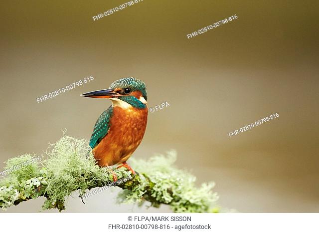 Common Kingfisher (Alcedo atthis) adult female, perched on lichen covered twig, Worcestershire, England, November