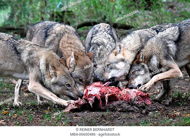 Wolves, Canis lupus, pack, prey, eat