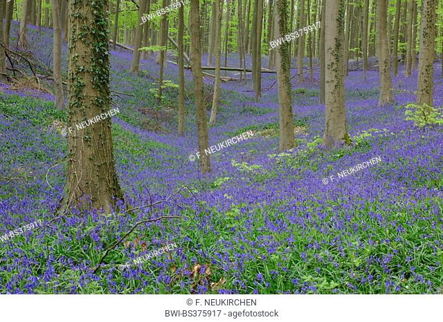 Atlantic bluebell (Hyacinthoides non-scripta, Endymion non-scriptus, Scilla non-scripta), spring forest with flowering Atlantic bluebells, Belgium, Hallerbos