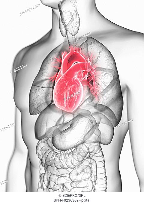 Illustration of a man's heart