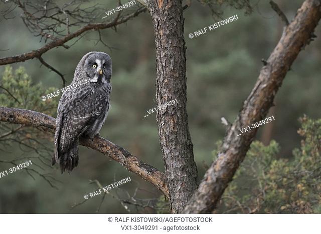 Great Grey Owl ( Strix nebulosa ) perching in a pine tree, watching back of its shoulder, backside view, in typical surrounding