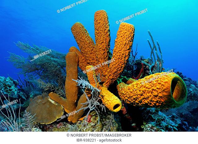 Large Aplysina fistularis sponge (Aplysina fistularis) in a coral reef with various types of coral, Turneffe Atoll, Belize, Central America, Caribbean