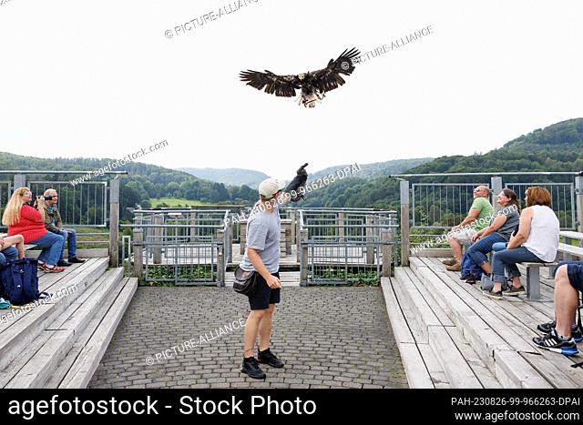 16 August 2023, North Rhine-Westphalia, Detmold: A bald eagle flies to its falconer on the grounds of the Adlerwarte Berlebeck