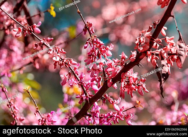 Blossoming tree in spring garden. Beautiful spring natural background