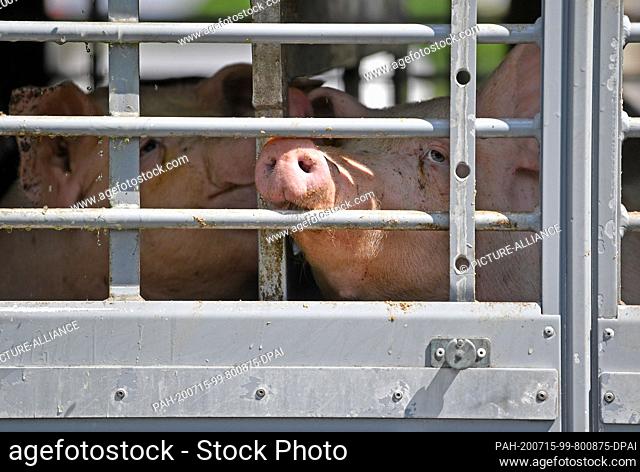 02 July 2020, Saxony-Anhalt, Weißenfels: Pigs can be seen behind the barred window of an animal transport in front of Tönnies slaughterhouse in Weißenfels