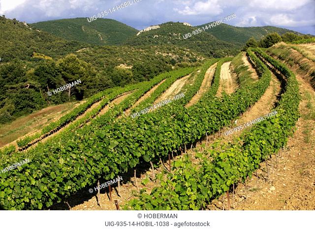 Vineyards, Col d'ey, Buis-les-Baronnies, Rh™ne-Alpes, France