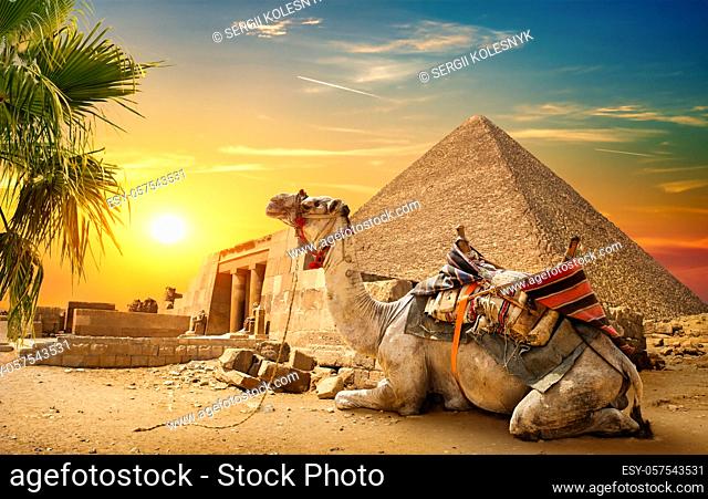 Camel rests near ruins pyramid of Egypt