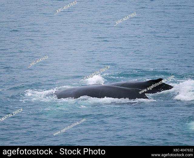 Humpback whale (Megaptera novaeangliae) in the Fjord Itilliarsuup Kangerlua, Uummannaq fjordsystem. North America, Greenland, danish territory, July