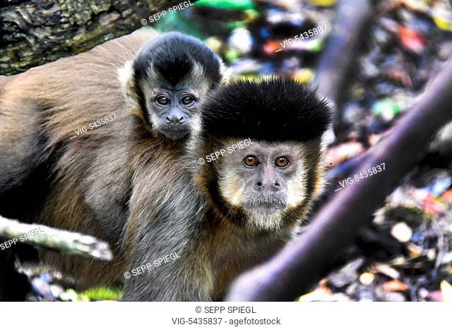 South Africa, Plettenberg 20/02/2016 Monkey Land, about 15 kilometers east of Plettenberg Bay on the Garden Route. It is a system for the protection of various...
