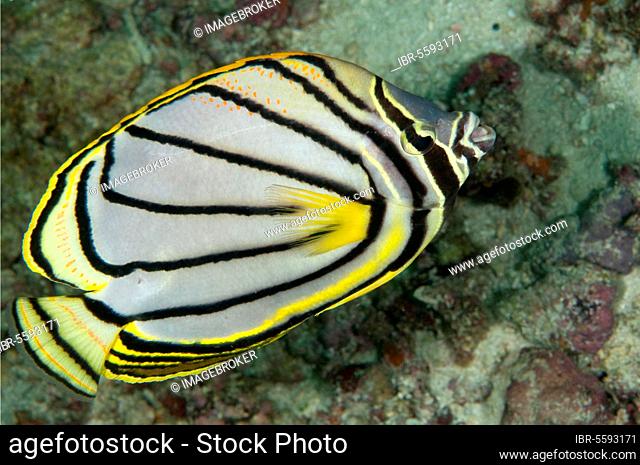 Meyers butterflyfish (Chaetodon meyeri), Banded Butterflyfish, Other animals, Fish, Perch-like, Animals, Butterflyfish, Meyer's Butterflyfish adult