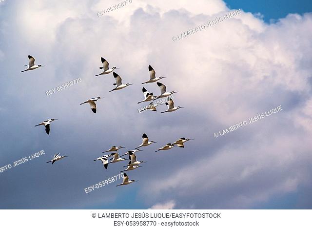 Band of avocet birds in the lagoon of Fuente de Piedra in Malaga, Spain
